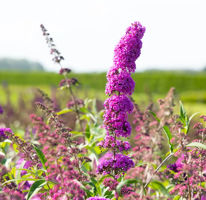 Sommerflieder 'Royal Red'