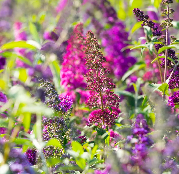 Sommerflieder 'Royal Red'
