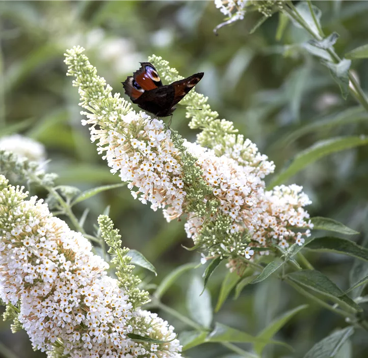 Sommerflieder 'White Profusion'