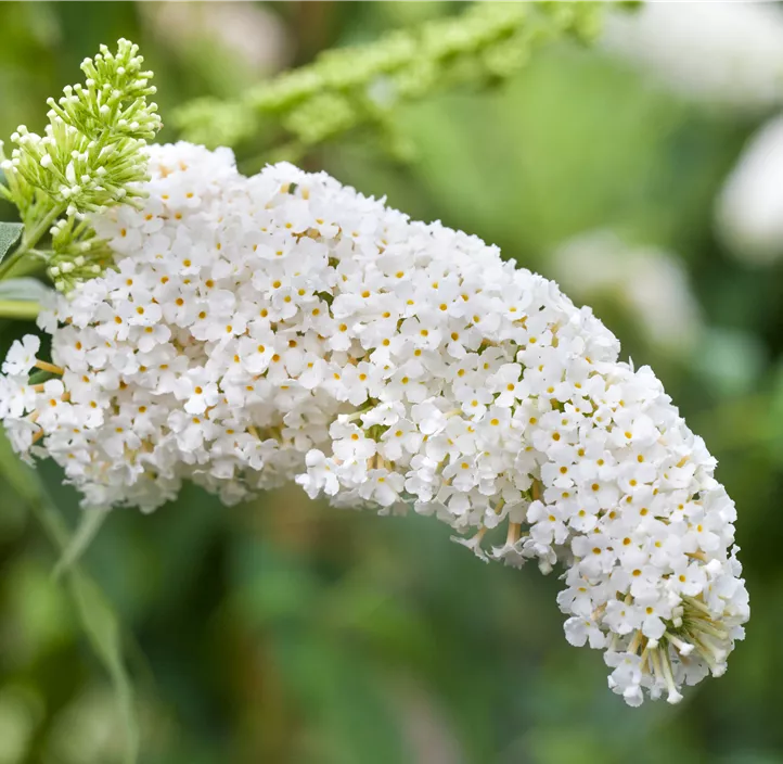 Sommerflieder 'White Profusion'