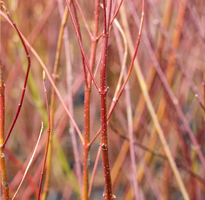 Hartriegel 'Elegantissima'