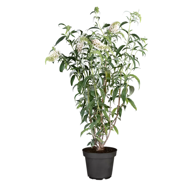 Sommerflieder 'White Profusion'