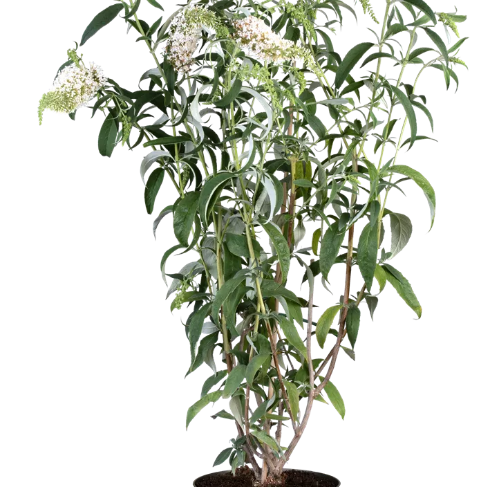 Sommerflieder 'White Profusion'