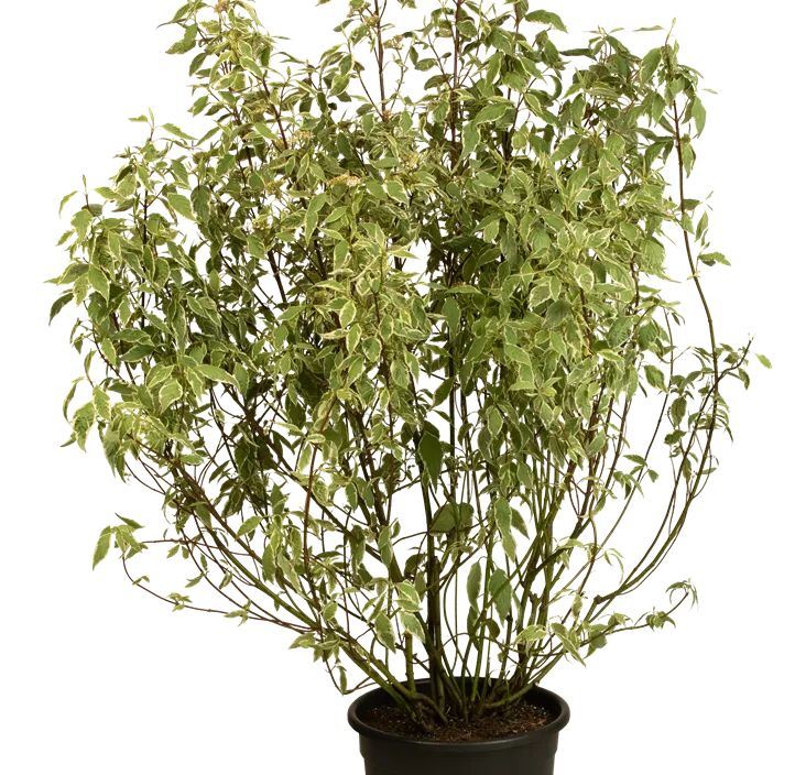 Hartriegel 'Elegantissima'