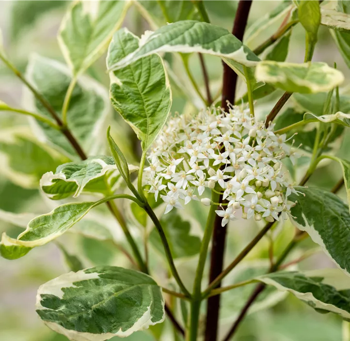 Hartriegel 'Elegantissima'