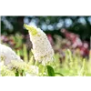 bellaflora Gartencenter GmbH