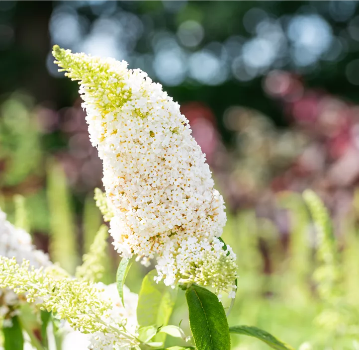 Sommerflieder 'White Profusion'