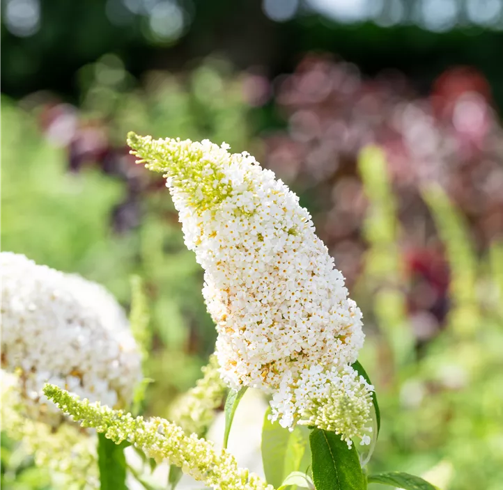 Sommerflieder 'White Profusion'