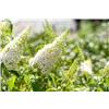bellaflora Gartencenter GmbH