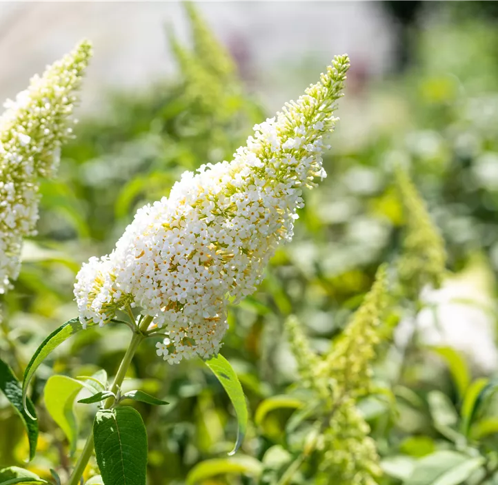 Sommerflieder 'White Profusion'