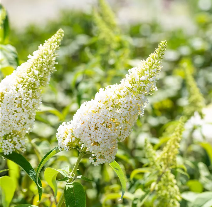 Sommerflieder 'White Profusion'
