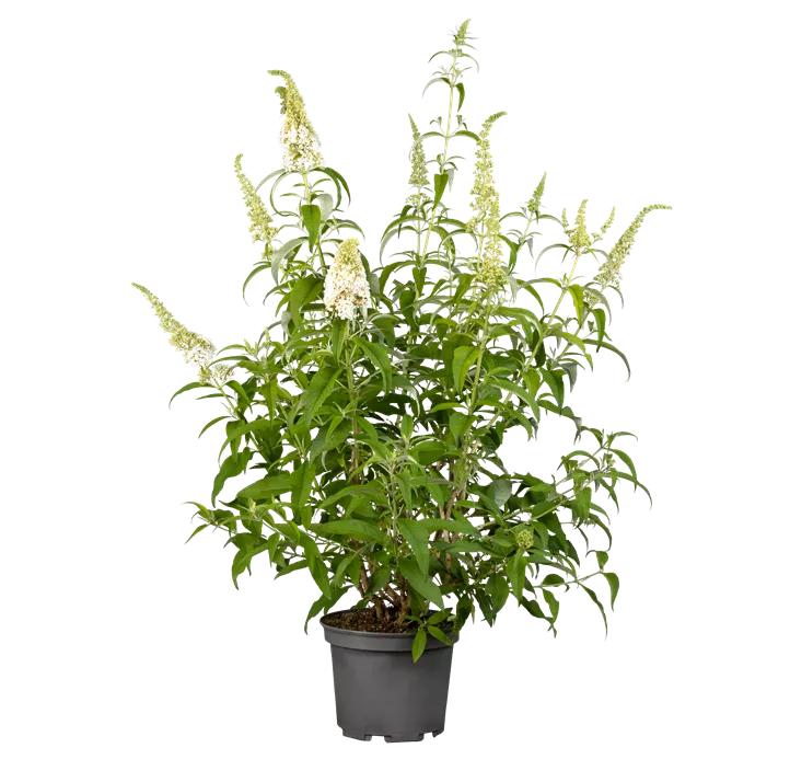Sommerflieder 'White Profusion'