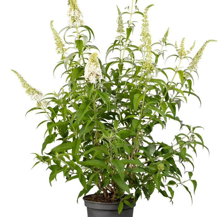 Sommerflieder 'White Profusion'