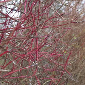 Cornus alba Sibirica (Lieferartikel)