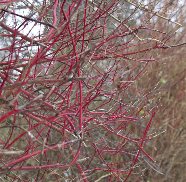 Purpur-Hartriegel 'Sibirica'