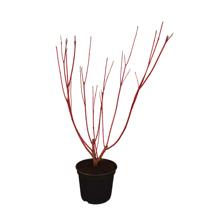 Purpur-Hartriegel 'Sibirica'