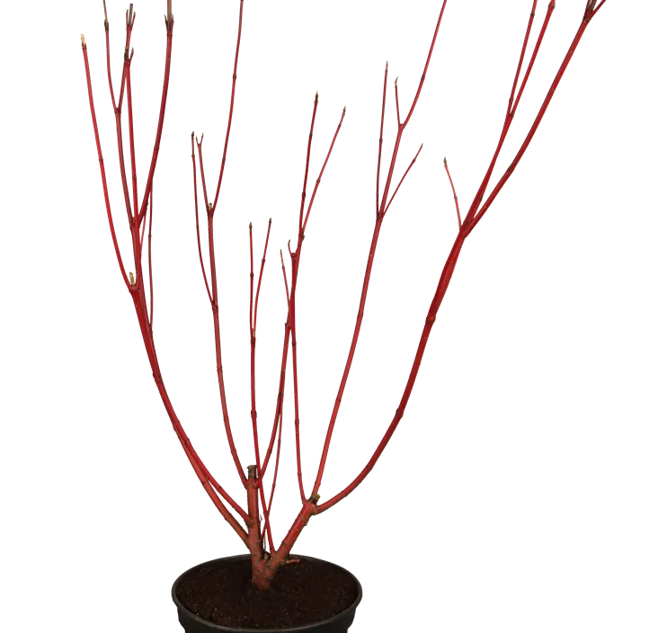 Purpur-Hartriegel 'Sibirica'