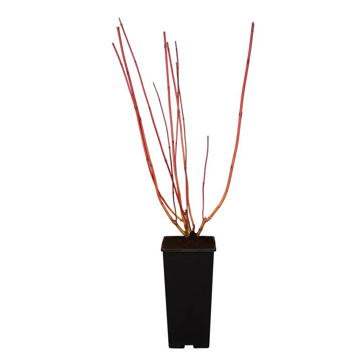 Purpur-Hartriegel 'Sibirica'