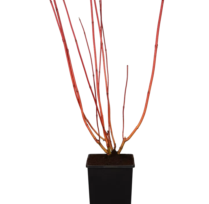 Purpur-Hartriegel 'Sibirica'