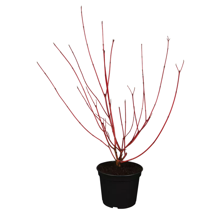 Purpur-Hartriegel 'Sibirica'