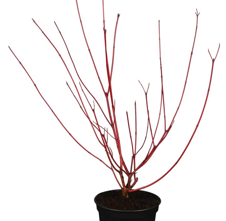 Purpur-Hartriegel 'Sibirica'