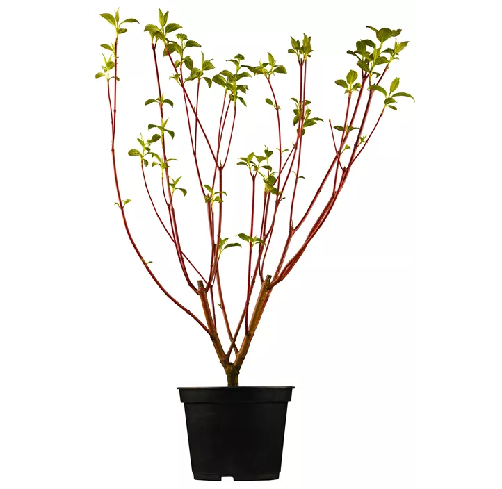 Purpur-Hartriegel 'Sibirica'
