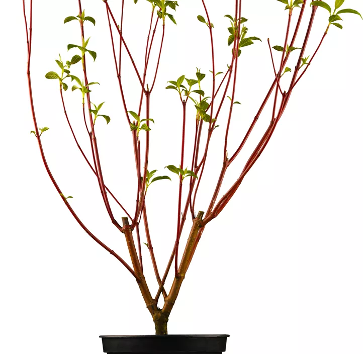 Purpur-Hartriegel 'Sibirica'