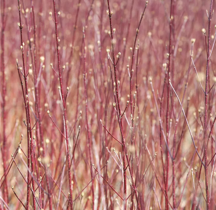 Purpur-Hartriegel 'Sibirica'