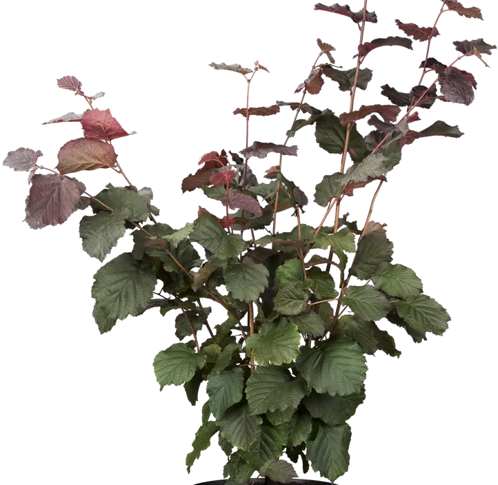 Großfrüchtige Waldhasel 'Rotblättrige Zellernuss'