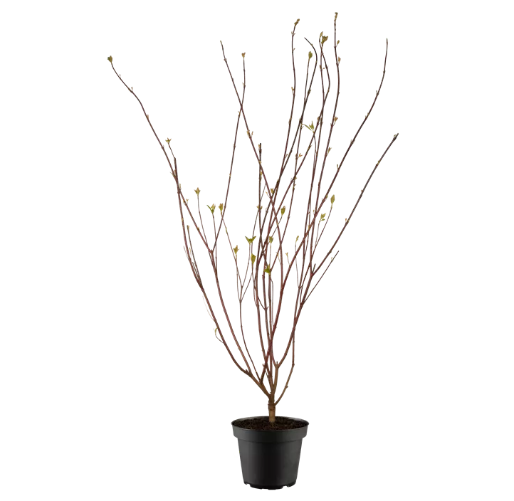 Purpur-Hartriegel 'Sibirica'