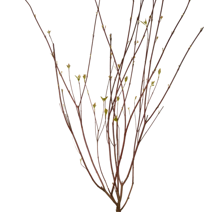 Purpur-Hartriegel 'Sibirica'