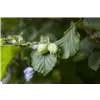 bellaflora Gartencenter GmbH