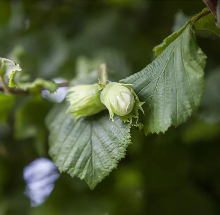 Haselnuss 'Webbs Preisnuss'