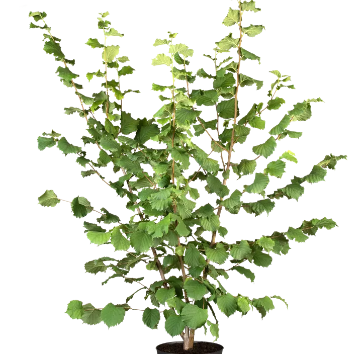 Haselnuss 'Webbs Preisnuss'