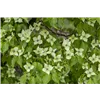 bellaflora Gartencenter GmbH