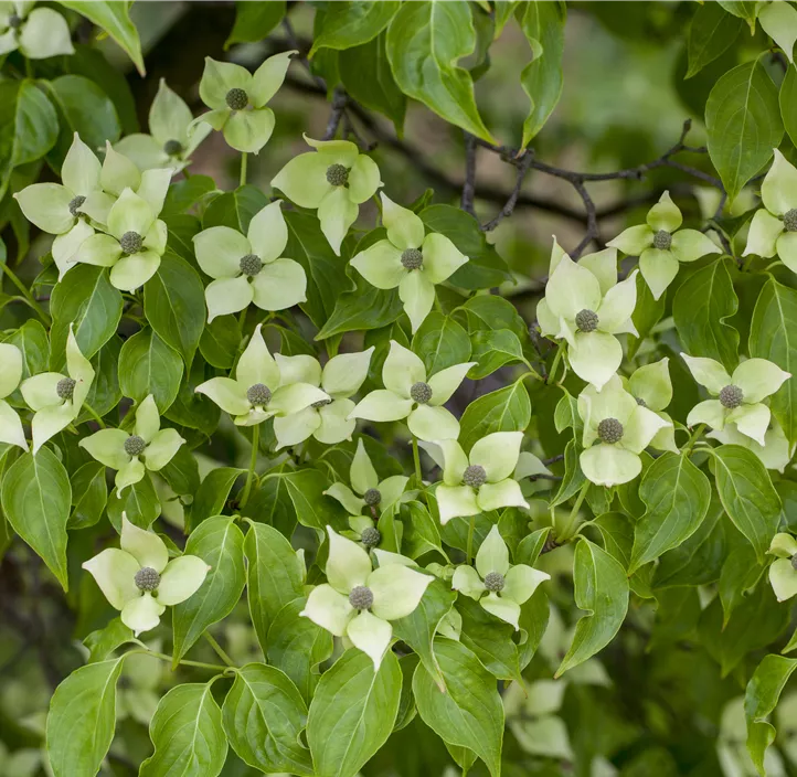 Japanischer Blumen-Hartriegel 'China Girl'