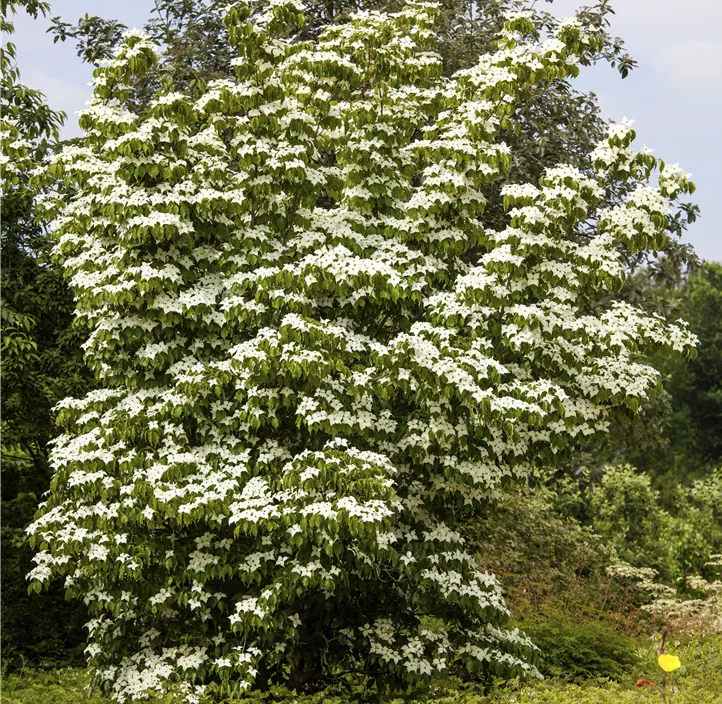 Japanischer Blumen-Hartriegel 'China Girl'