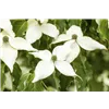bellaflora Gartencenter GmbH