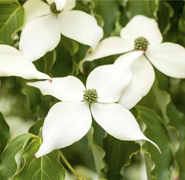 Japanischer Blumen-Hartriegel 'White Fountain'
