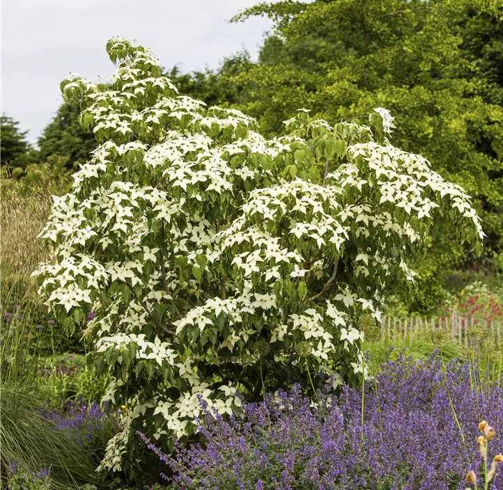 Japanischer Blumen-Hartriegel 'White Fountain'