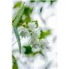 bellaflora Gartencenter GmbH