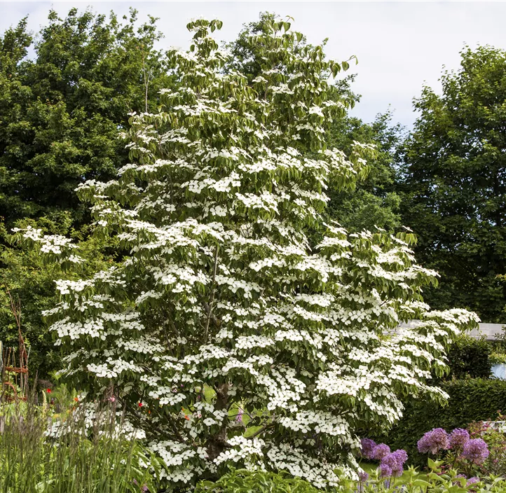 Japanischer Blumen-Hartriegel 'White Fountain'