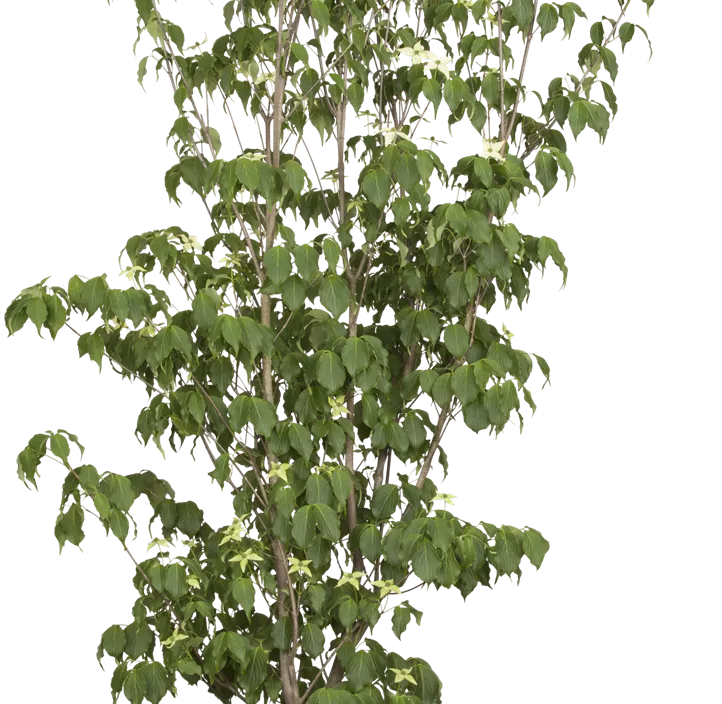 Japanischer Blumen-Hartriegel 'White Fountain'