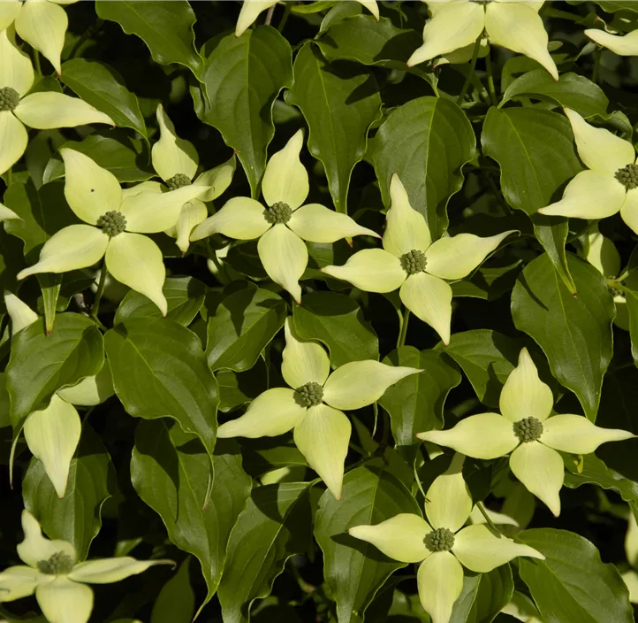 Japanischer Blumen-Hartriegel 'White Fountain'