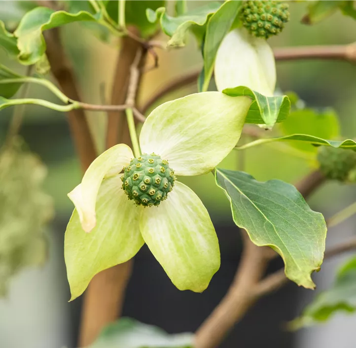 Japanischer Blumen-Hartriegel 'White Fountain'