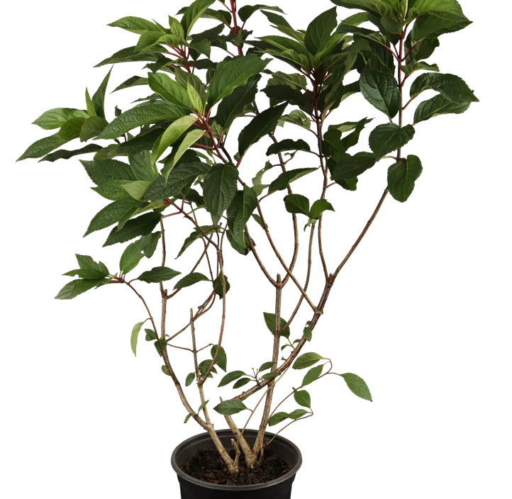 Rispenhortensie 'Pinky Winky'®