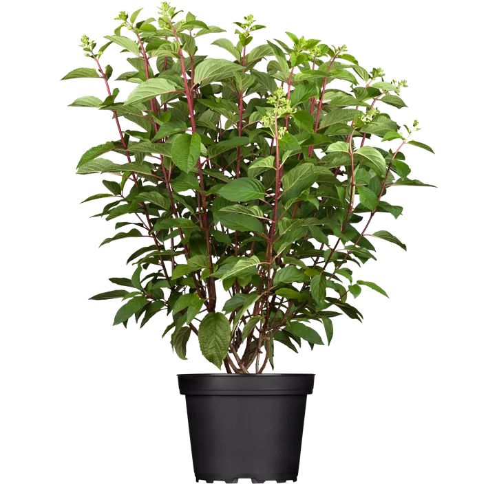 Rispenhortensie 'Pinky Winky'®