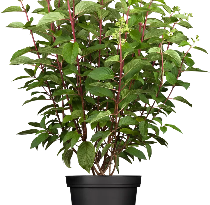 Rispenhortensie 'Pinky Winky'®