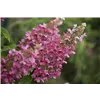 bellaflora Gartencenter GmbH