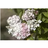 bellaflora Gartencenter GmbH